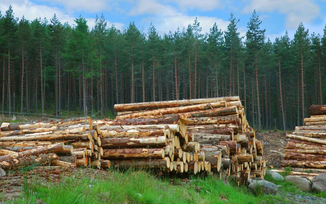 Investire nelle risorse naturali